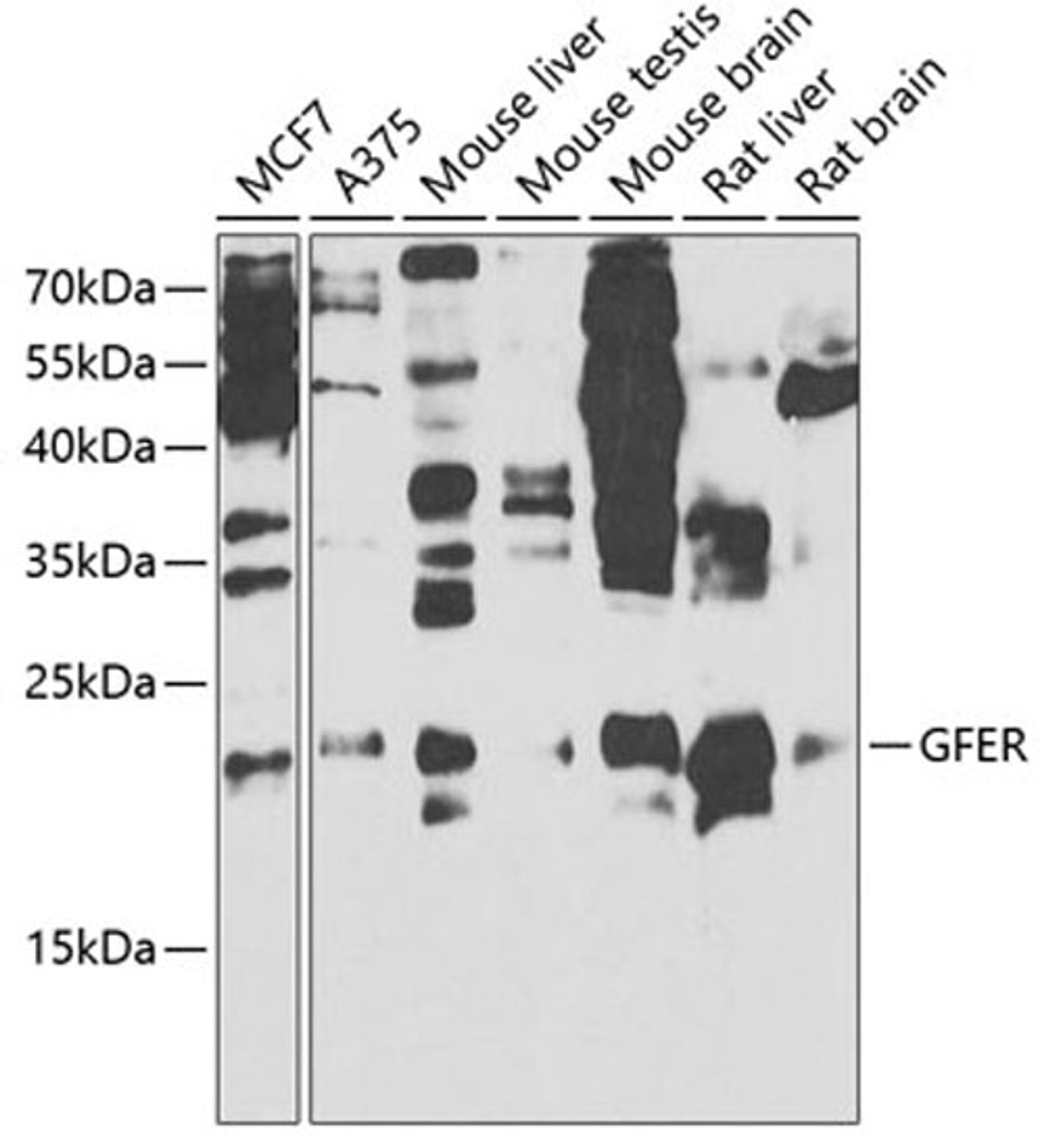 Western blot - GFER antibody (A5463)