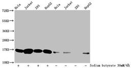 Western Blot. Detected samples: Hela whole cell lysate, Jurkat whole cell lysate, 293 whole cell lysate, HepG2 whole cell lysate; Untreated (-) or treated (+) with 30mM sodium butyrate for 4h. All lanes: HIST1H3A antibody at 1:500. Secondary. Goat polyclonal to rabbit IgG at 1/40000 dilution. Predicted band size: 16 kDa. Observed band size: 16 kDa