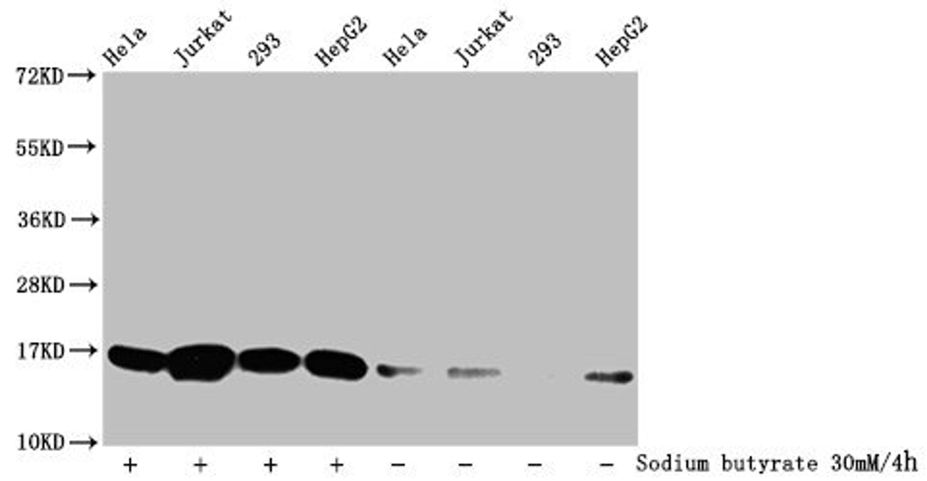 Western Blot. Detected samples: Hela whole cell lysate, Jurkat whole cell lysate, 293 whole cell lysate, HepG2 whole cell lysate; Untreated (-) or treated (+) with 30mM sodium butyrate for 4h. All lanes: HIST1H3A antibody at 1:500. Secondary. Goat polyclonal to rabbit IgG at 1/40000 dilution. Predicted band size: 16 kDa. Observed band size: 16 kDa