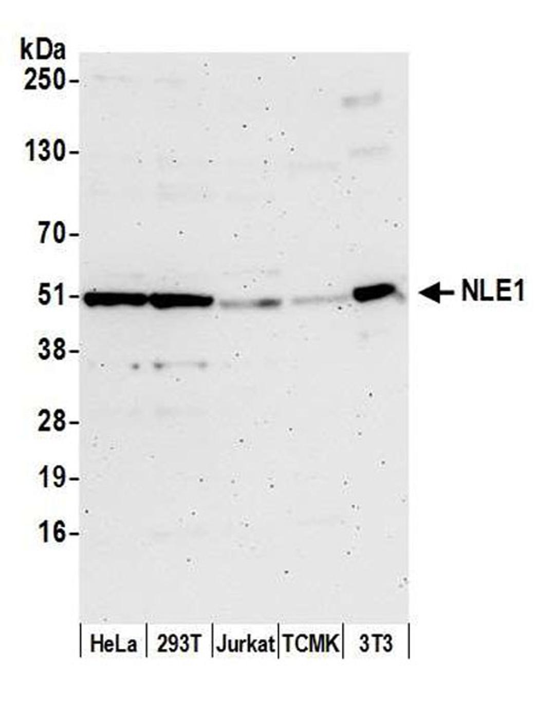 Detection of human and mouse NLE1 by WB.