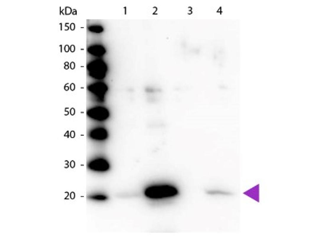 Western Blot: Fast skeletal myosin light chain 1 [p Ser19, p Ser20] Antibody [NB100-1687] - Lane 1: Regulatory Light Chain Non-Phospho recombinant protein. Lane 2: Regulatory Light Chain Phospho recombinant protein. Lane 3: Smooth Muscle Non-Phospho recombinant protein. Lane 4: Smooth Muscle Phospho recombinant protein. Load: 50ug per lane. Primary antibody: Myosin pS19/pS20 primary antibody at 1:1,000 overnight at 4C. Blocking: MB-070 for 30 min at RT. Predicted/Observed size: 20 kDa, 20 kDa for Regulatory Light Chain Phospho. Other band(s): None.