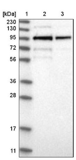 Western Blot: LRCH1 Antibody [NBP1-90629] - Lane 1: Marker [kDa] 230, 130, 95, 72, 56, 36, 28, 17, 11<br/>Lane 2: Human cell line RT-4<br/>Lane 3: Human cell line U-251MG sp