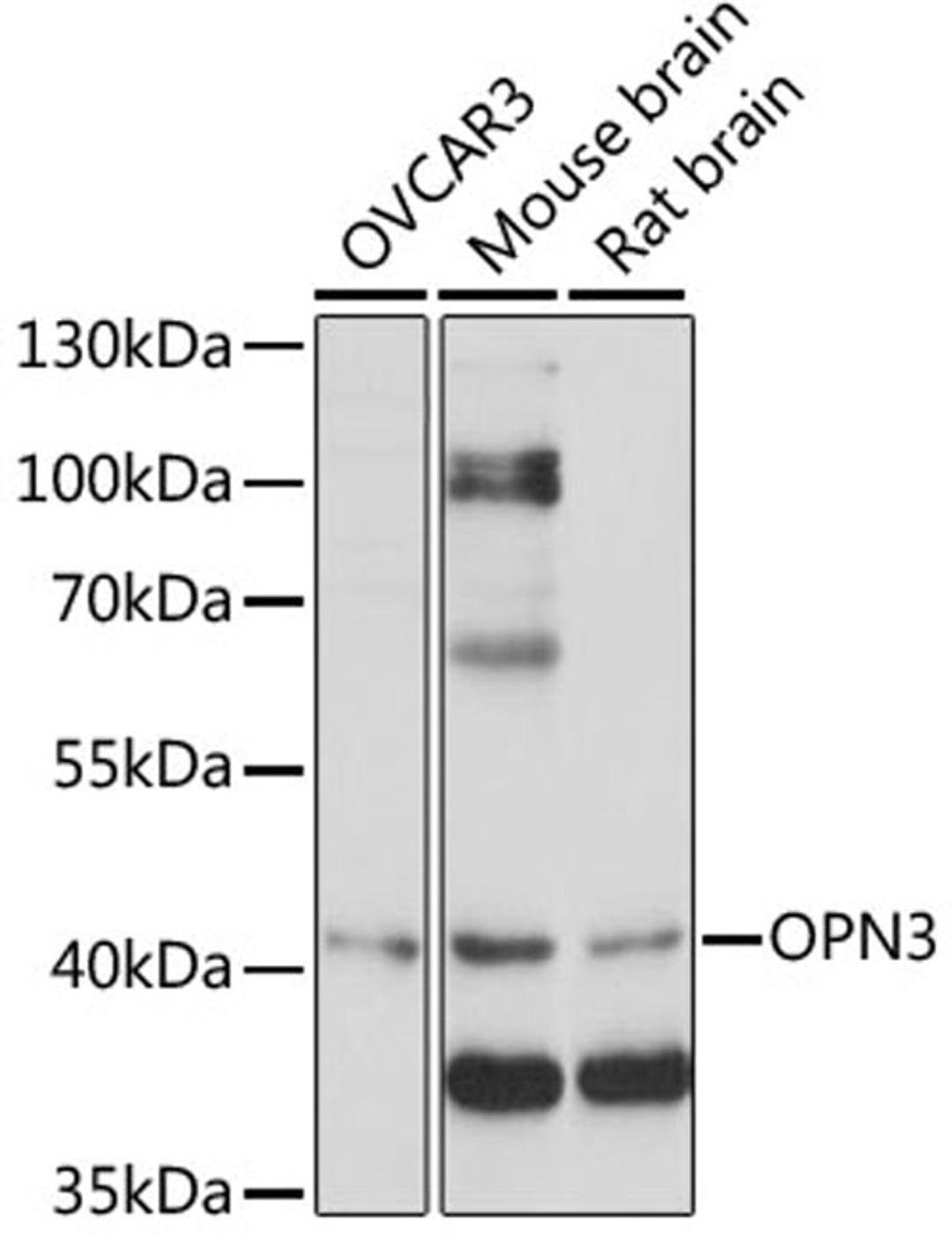 Western blot - OPN3 antibody (A15803)