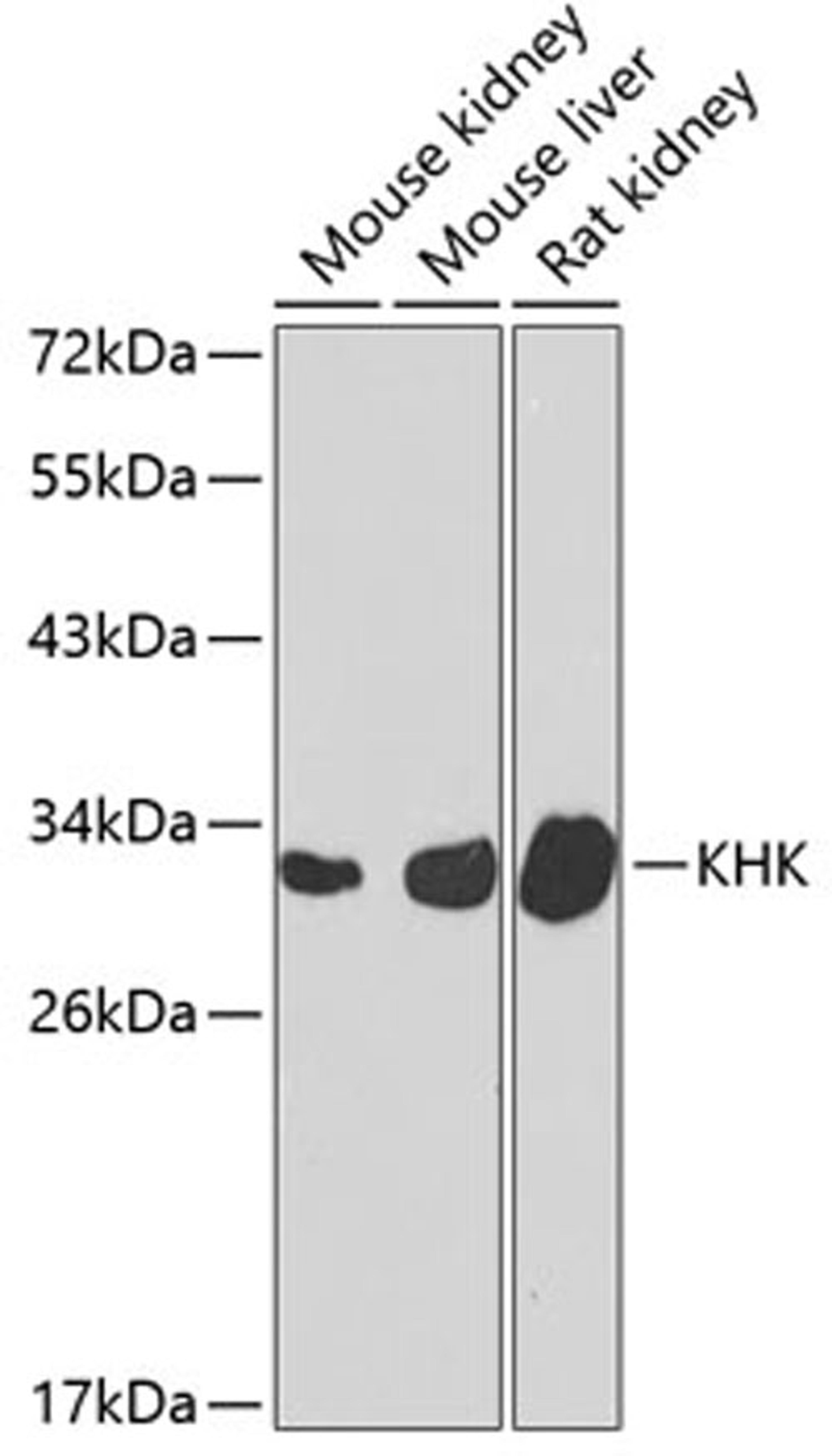 Western blot - KHK antibody (A7440)