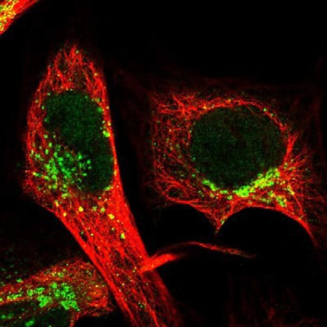 Immunocytochemistry/Immunofluorescence: TIPIN Antibody [NBP1-83650] Staining of human cell line U-2 OS shows positivity in nucleus but not nucleoli, golgi apparatus & vesicles.