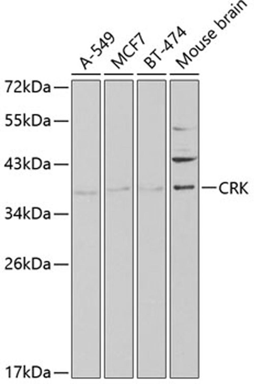 Western blot - CRK antibody (A1604)