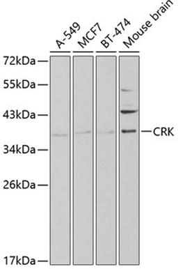 Western blot - CRK antibody (A1604)