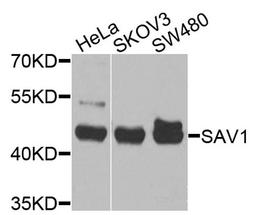 Western blot - SAV1 antibody (A9980)