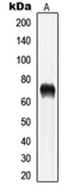 Western blot analysis of PC12 (Lane 1) whole cell lysates using LIMK1 antibody