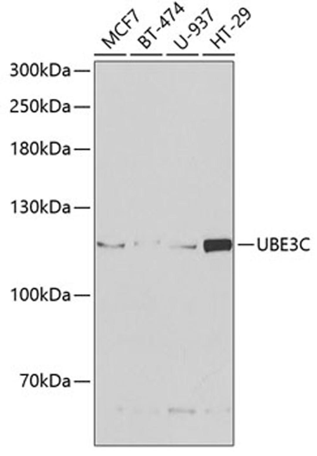 Western blot - UBE3C antibody (A6442)