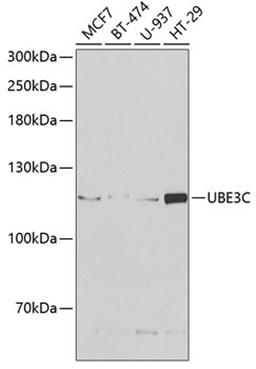 Western blot - UBE3C antibody (A6442)