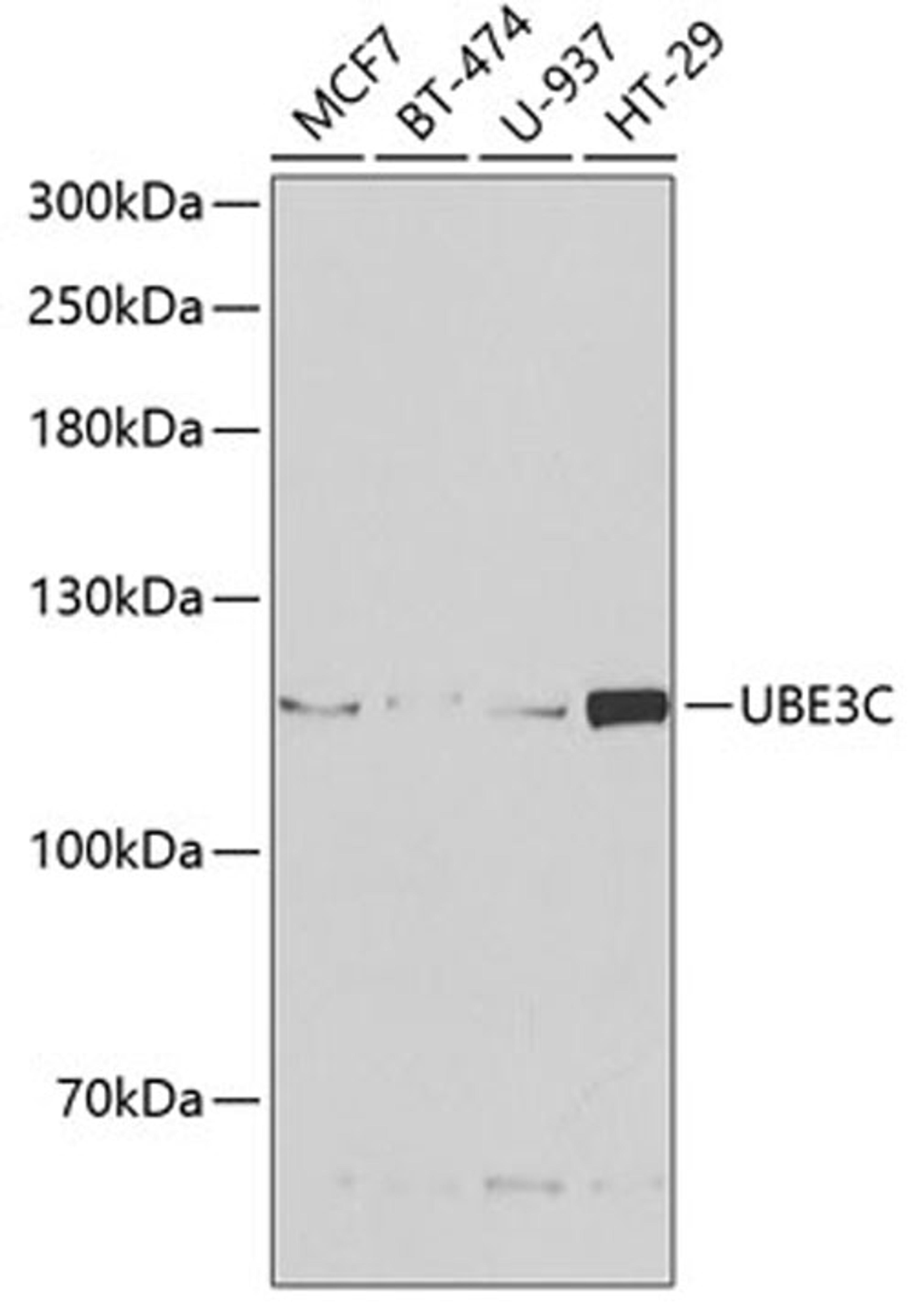 Western blot - UBE3C antibody (A6442)