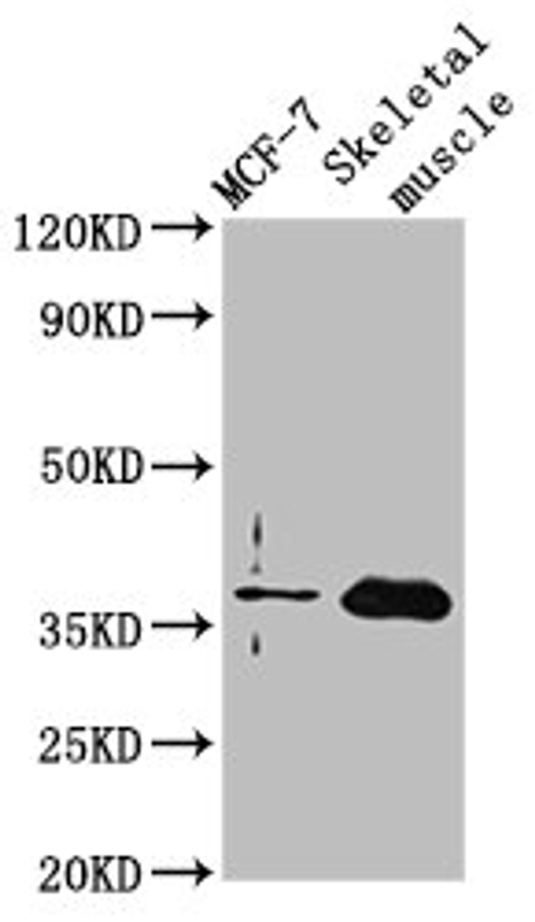 Western Blot. Positive WB detected in: MCF-7 whole cell lysate, Rat skeletal muscle tissue. All lanes: FBP2 antibody at 3.5ug/ml. Secondary. Goat polyclonal to rabbit IgG at 1/50000 dilution. Predicted band size: 37 kDa. Observed band size: 37 kDa.
