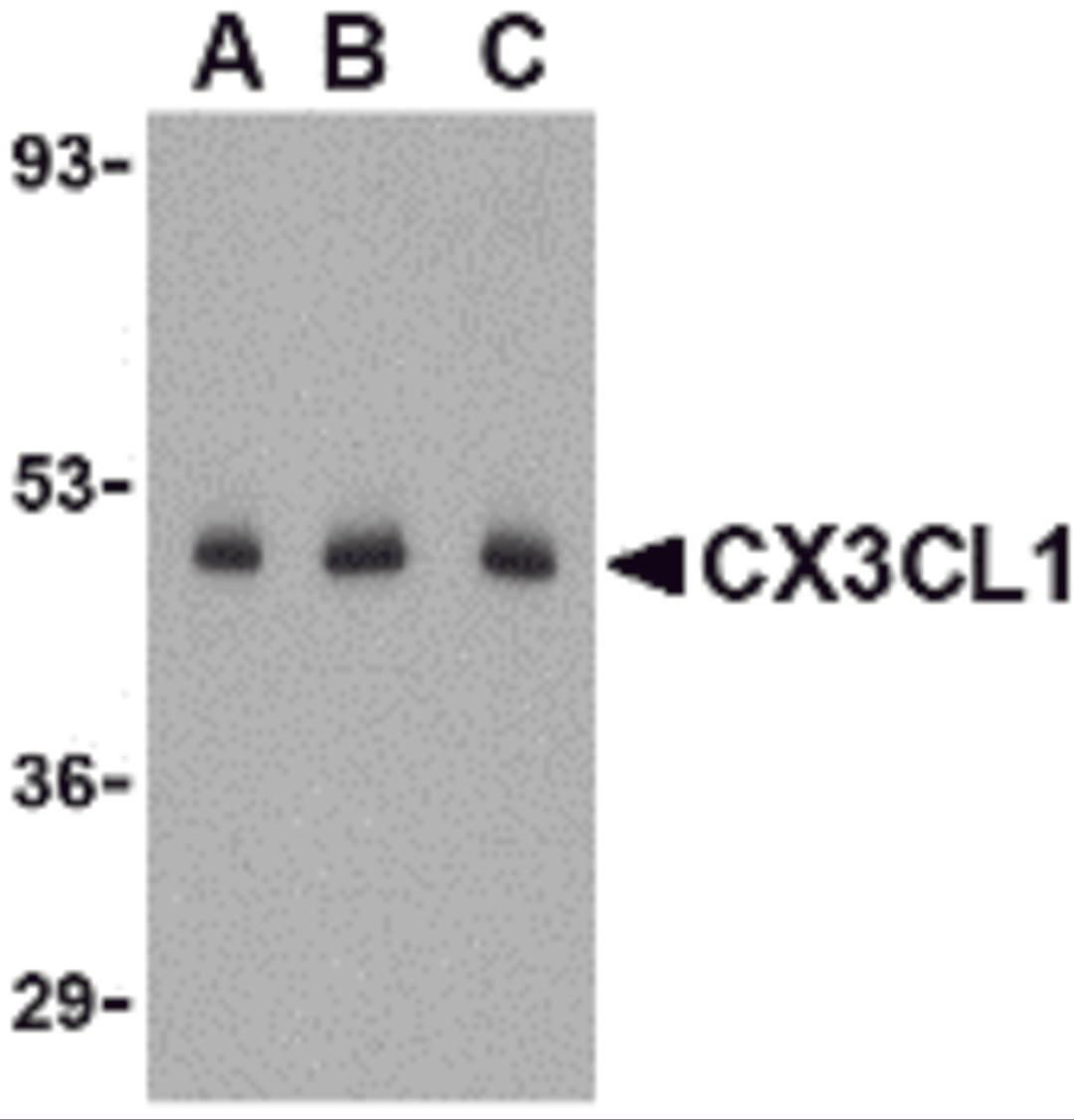 Western blot analysis of CX3CL1 in C2C12 cell lysate with CX3CL1 antibody at (A) 0.5, (B) 1 and (C) 2 &#956;g/mL.