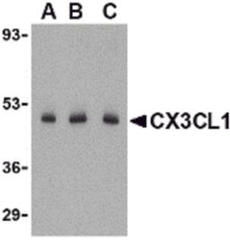 Western blot analysis of CX3CL1 in C2C12 cell lysate with CX3CL1 antibody at (A) 0.5, (B) 1 and (C) 2 μg/mL.