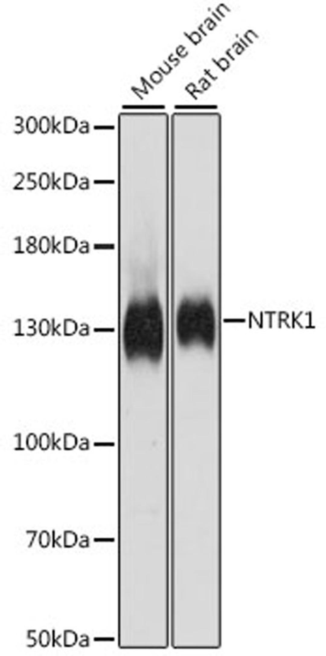 Western blot - NTRK1 antibody (A15618)