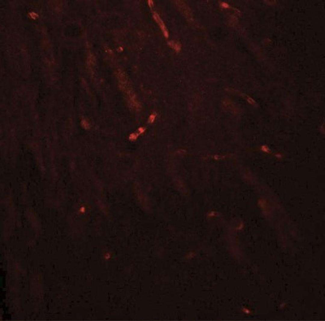 Immunofluorescence: KCNK1 Antibody [NBP2-41301] - Mouse brain tissue with KCNK1 antibody at 20 ug/ml.