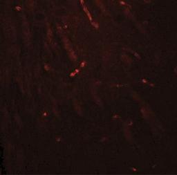 Immunofluorescence: KCNK1 Antibody [NBP2-41301] - Mouse brain tissue with KCNK1 antibody at 20 ug/ml.