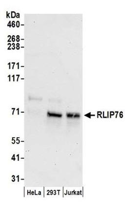 Detection of human RLIP76 by western blot.