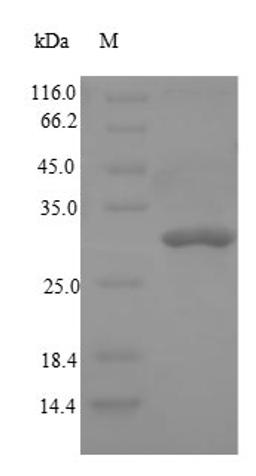 (Tris-Glycine gel) Discontinuous SDS-PAGE (reduced) with 5% enrichment gel and 15% separation gel.