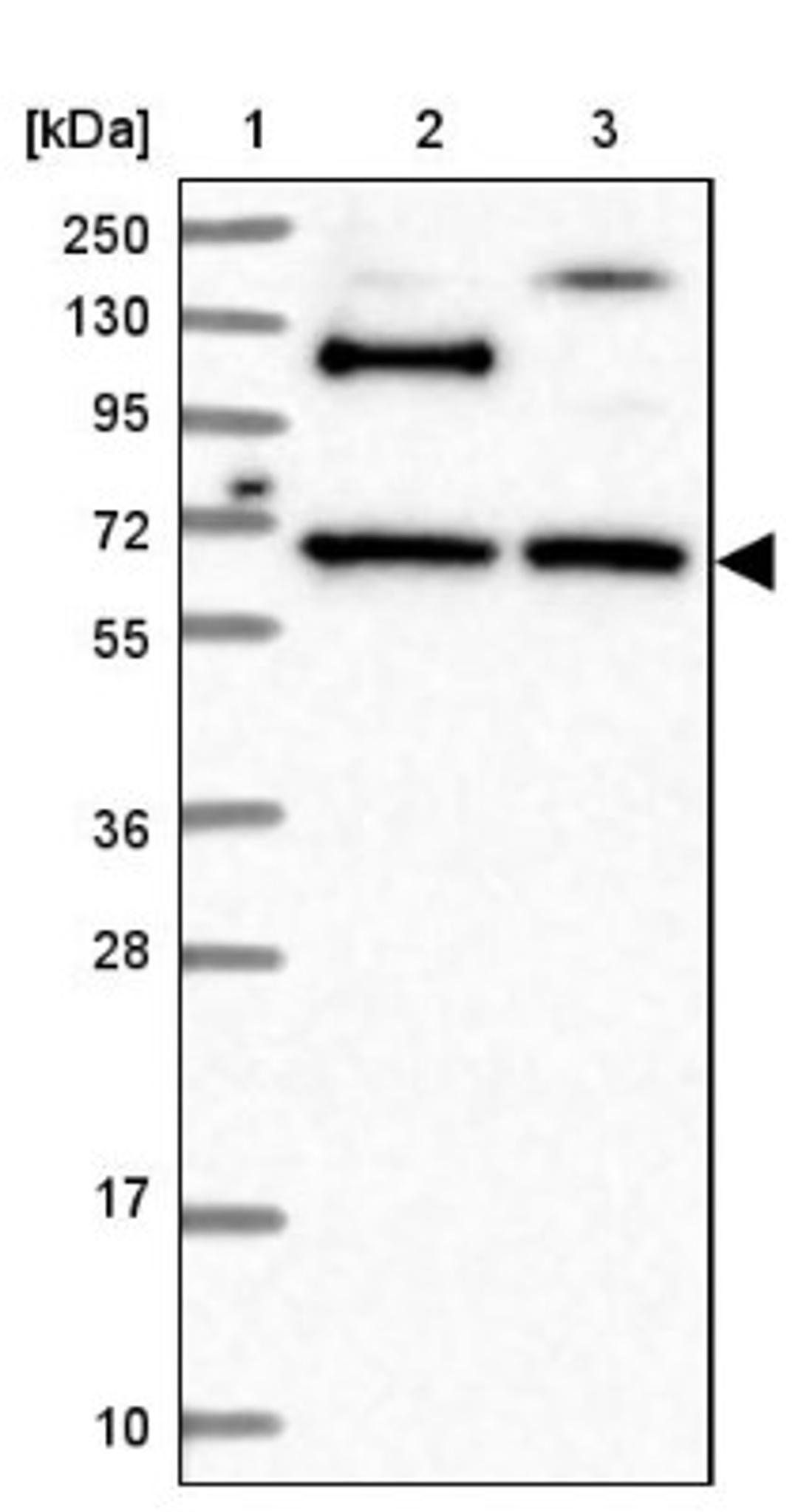 Western Blot: RUFY2 Antibody [NBP1-90448] - Lane 1: Marker [kDa] 250, 130, 95, 72, 55, 36, 28, 17, 10<br/>Lane 2: Human cell line RT-4<br/>Lane 3: Human cell line U-251MG sp