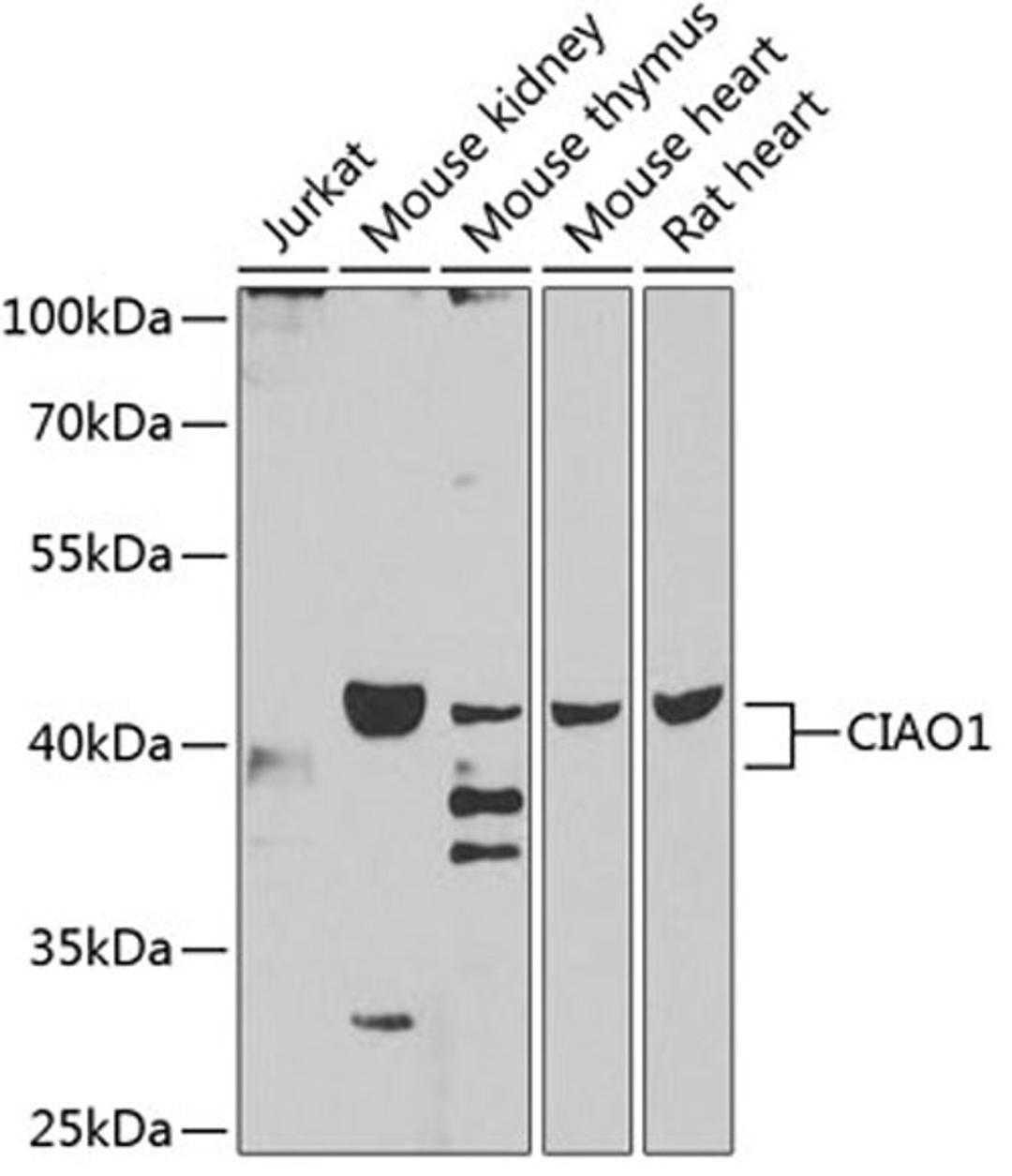 Western blot - CIAO1 antibody (A7355)