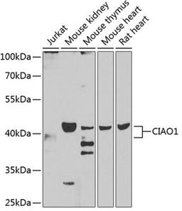 Western blot - CIAO1 antibody (A7355)