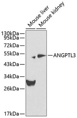 Western blot - ANGPTL3 antibody (A0689)