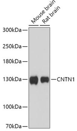 Western blot - CNTN1 antibody (A17459)