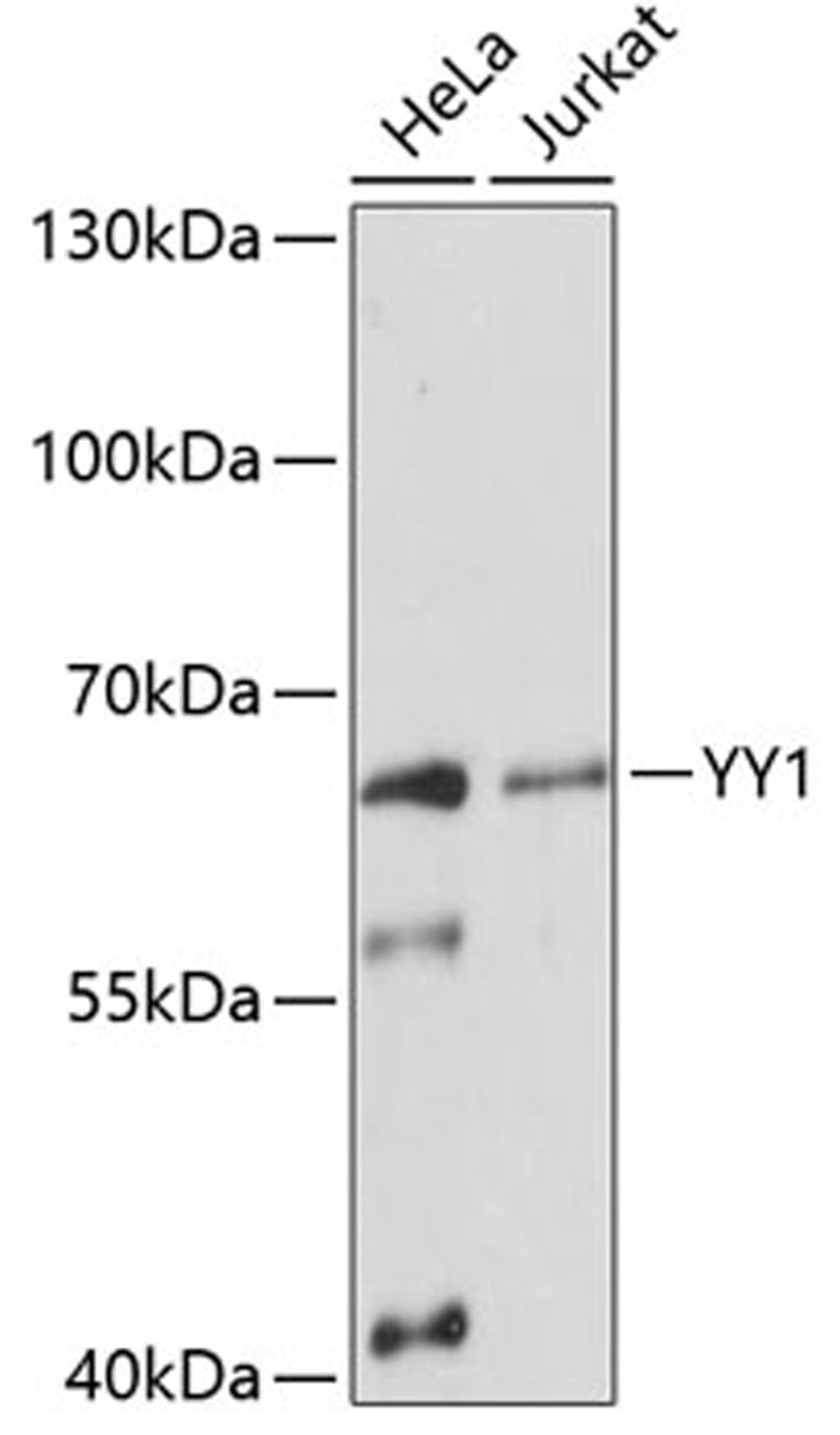 Western blot - YY1 Antibody (A12928)