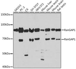 Western blot - RanGAP1 Rabbit mAb (A8758)