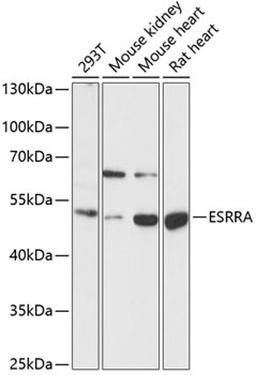 Western blot - ESRRA antibody (A14184)