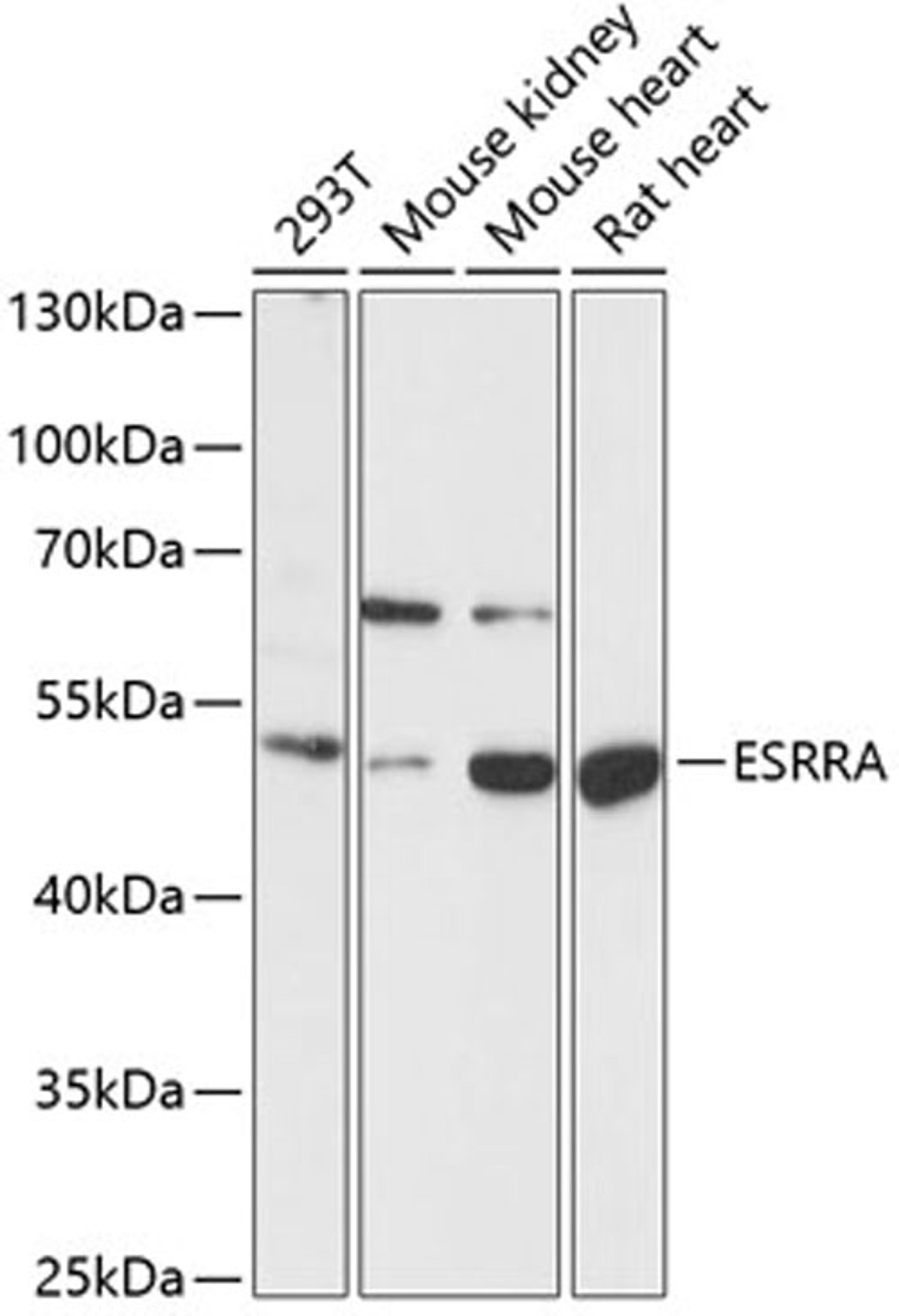 Western blot - ESRRA antibody (A14184)