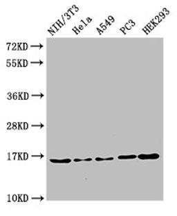 Western Blot. Positive WB detected in: NIH/3T3 cell acid extracts, Hela cell acid extracts, A549 cell acid extracts, PC-3 cell acid extracts, HEK293 cell acid extracts. All lanes: HIST1H3A antibody at 2µg/ml. Secondary. Goat polyclonal to rabbit IgG at 1/50000 dilution. Predicted band size: 16 kDa. Observed band size: 16 kDa