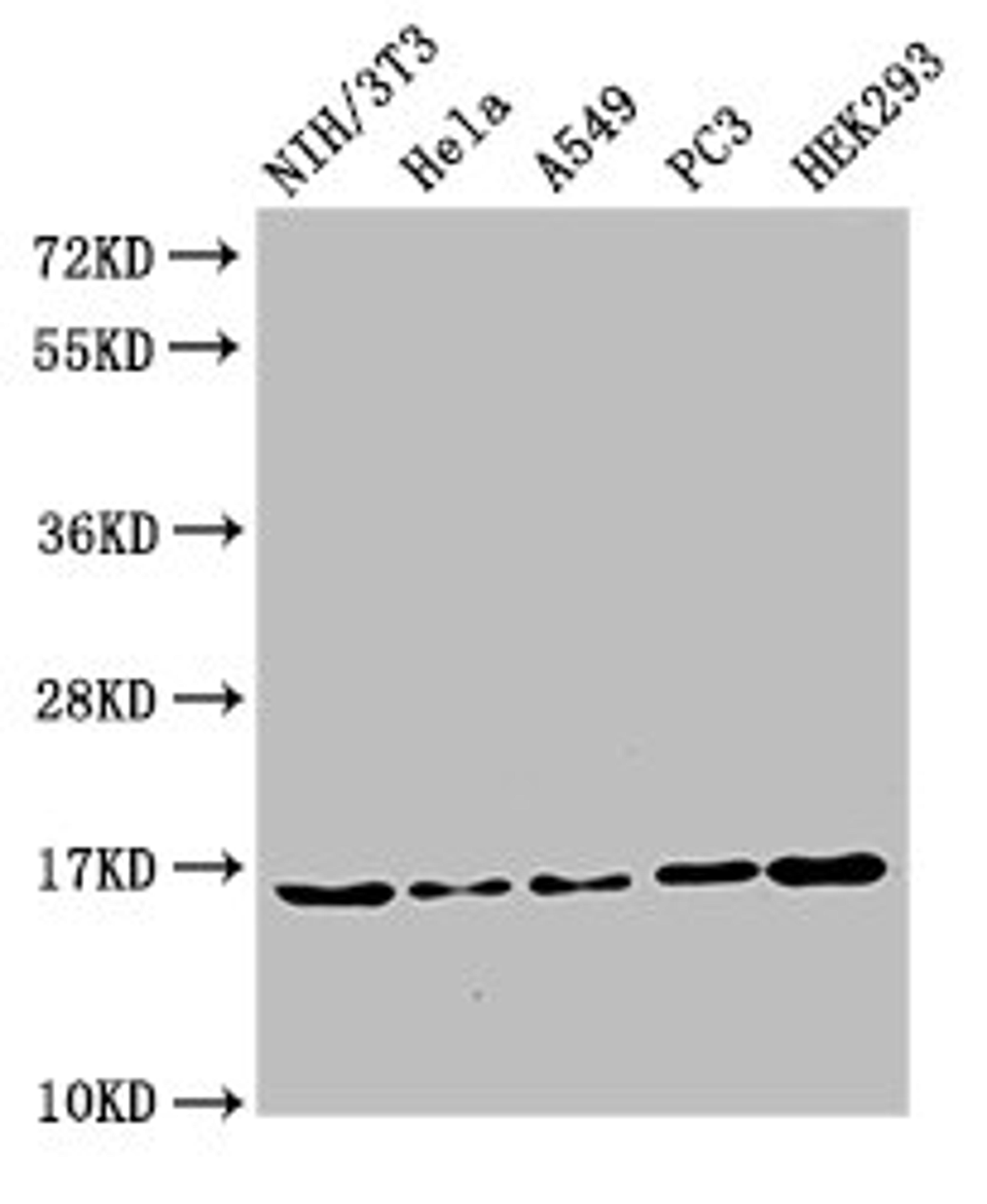 Western Blot. Positive WB detected in: NIH/3T3 cell acid extracts, Hela cell acid extracts, A549 cell acid extracts, PC-3 cell acid extracts, HEK293 cell acid extracts. All lanes: HIST1H3A antibody at 2µg/ml. Secondary. Goat polyclonal to rabbit IgG at 1/50000 dilution. Predicted band size: 16 kDa. Observed band size: 16 kDa
