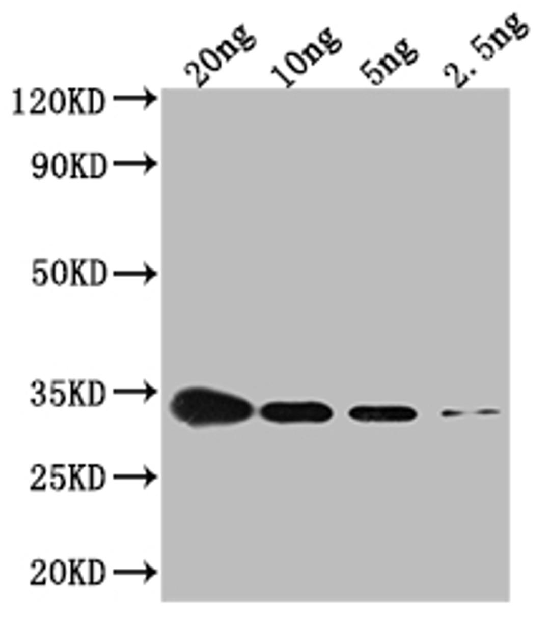 Western Blot. Positive WB detected in Recombinant protein. All lanes: CSPG antibody at 1:2000. Secondary. Goat polyclonal to rabbit IgG at 1/50000 dilution. Predicted band size: 34.4 kDa. Observed band size: 34 kDa.