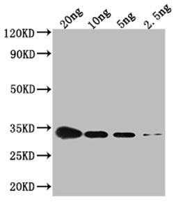 Western Blot. Positive WB detected in Recombinant protein. All lanes: CSPG antibody at 1:2000. Secondary. Goat polyclonal to rabbit IgG at 1/50000 dilution. Predicted band size: 34.4 kDa. Observed band size: 34 kDa.