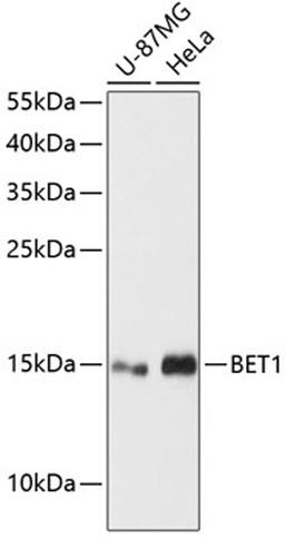 Western blot - BET1 antibody (A13069)