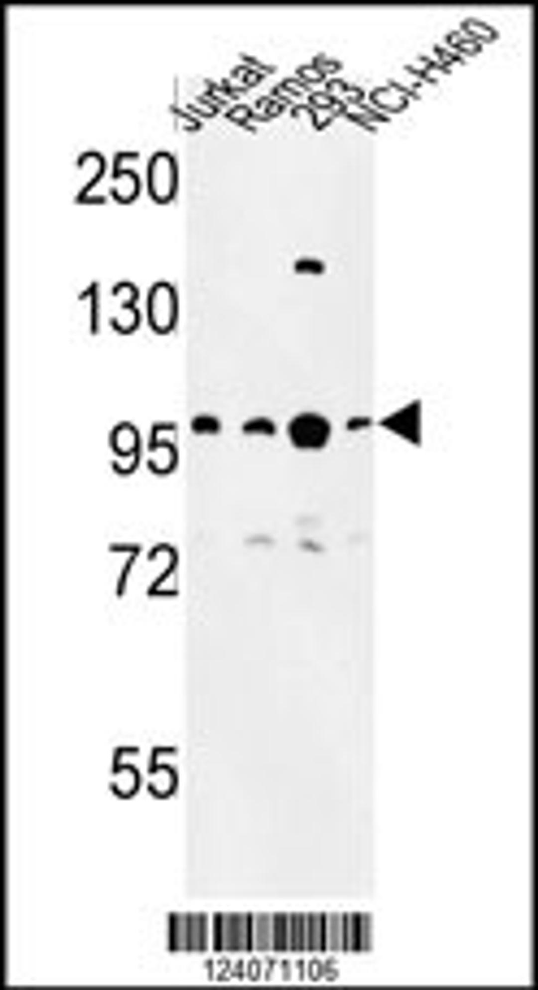 Western blot analysis of BCL11A Antibody in Jurkat, Ramos, 293, NCI-H460 cell line lysates (35ug/lane)