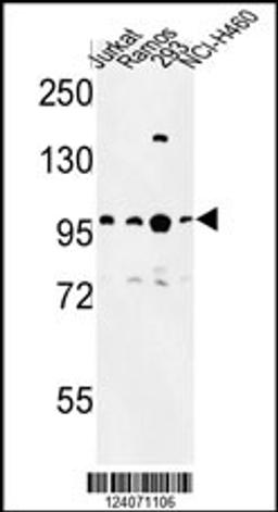 Western blot analysis of BCL11A Antibody in Jurkat, Ramos, 293, NCI-H460 cell line lysates (35ug/lane)