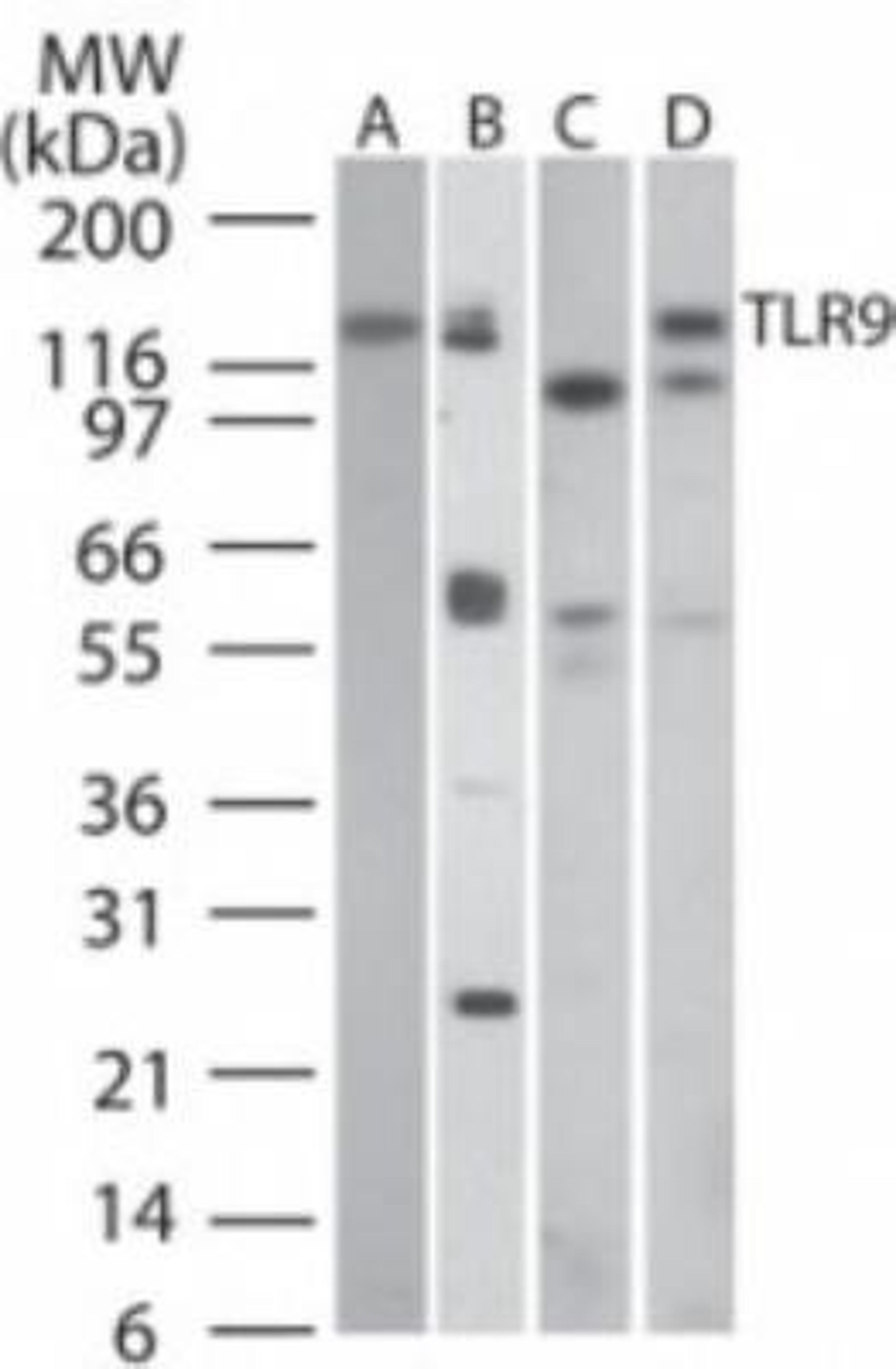 Flow Cytometry: TLR9 Antibody (26C593.2) [NBP2-24729] - Analysis using the Azide Free version of NBP2-24729. Detection of TLR9 in A) human PBMC, B) human intestine, C) mouse intestine, and D) rat intestine tissue lysates using this antibody at a dilution of 3 ug/ml.