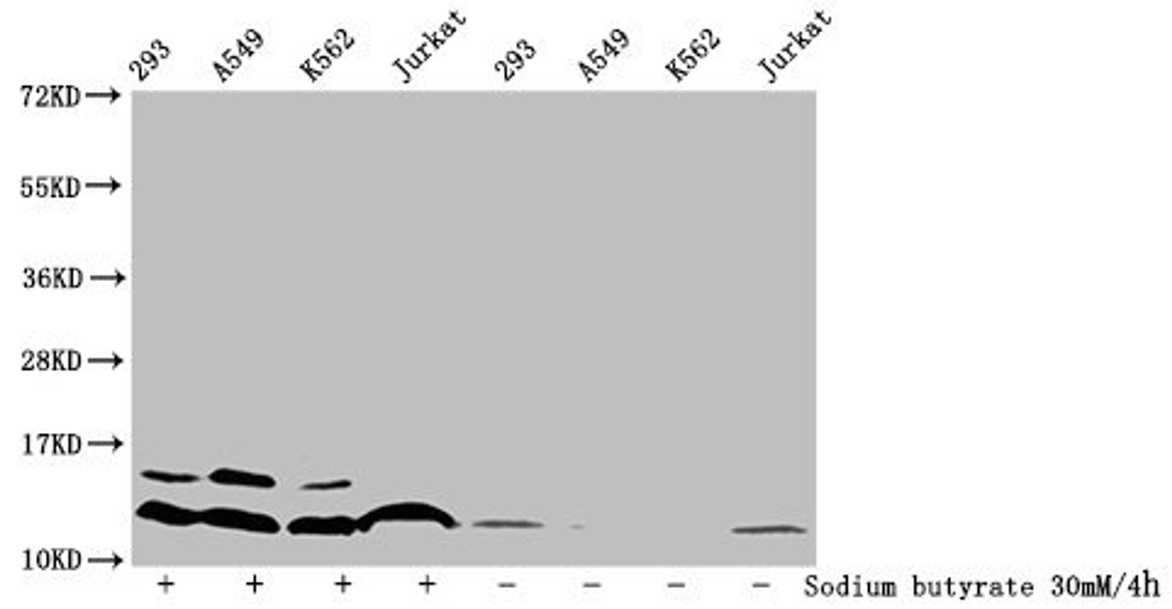 Western Blot. Detected samples: 293 whole cell lysate, A549 whole cell lysate, K562 whole cell lysate, Jurkat whole cell lysate; Untreated (-) or treated (+) with 30mM sodium butyrate for 4h. All lanes: HIST1H4A antibody at 1:100. Secondary. Goat polyclonal to rabbit IgG at 1/50000 dilution. Predicted band size: 12 kDa. Observed band size: 12 kDa