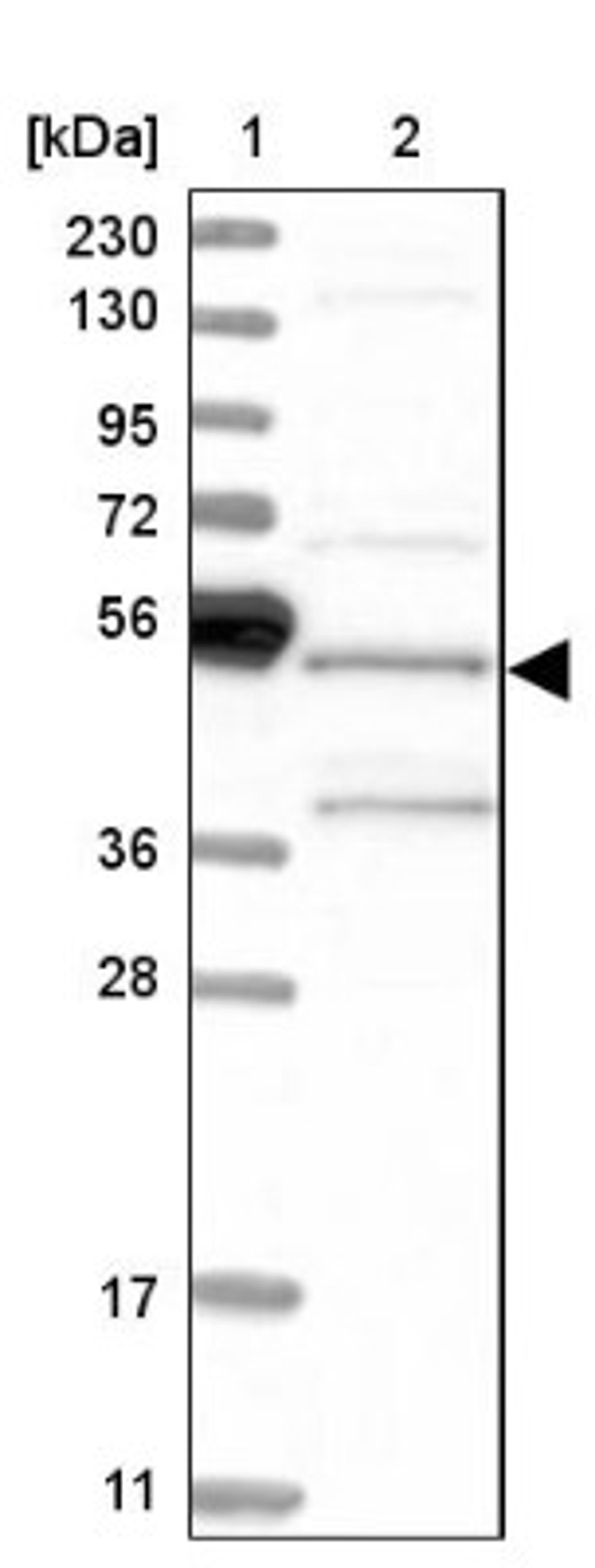 Western Blot: SH3GLB2 Antibody [NBP1-81367] - Lane 1: Marker [kDa] 230, 130, 95, 72, 56, 36, 28, 17, 11<br/>Lane 2: Human cell line RT-4