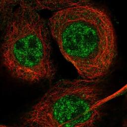 Immunocytochemistry/Immunofluorescence: DEM1 Antibody [NBP1-88493] - Staining of human cell line A-431 shows positivity in nucleus but not nucleoli & cytoplasm.