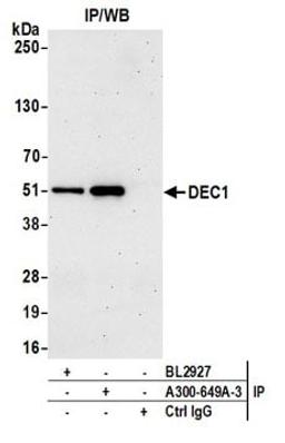 Detection of human DEC1 by western blot of immunoprecipitates.