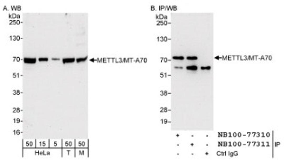 Immunoprecipitation: Methyltransferase like 3 Antibody [NB100-77310] - Detection of Human and Mouse METTL3/MT-A70 on HeLa whole cell lysate using NB100-77310. METTL3/MT-A70 was also immunoprecipitated by rabbit anti-METTL3/MT-A70 antibody NB100-77311.