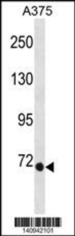 Western blot analysis in A375 cell line lysates (35ug/lane).