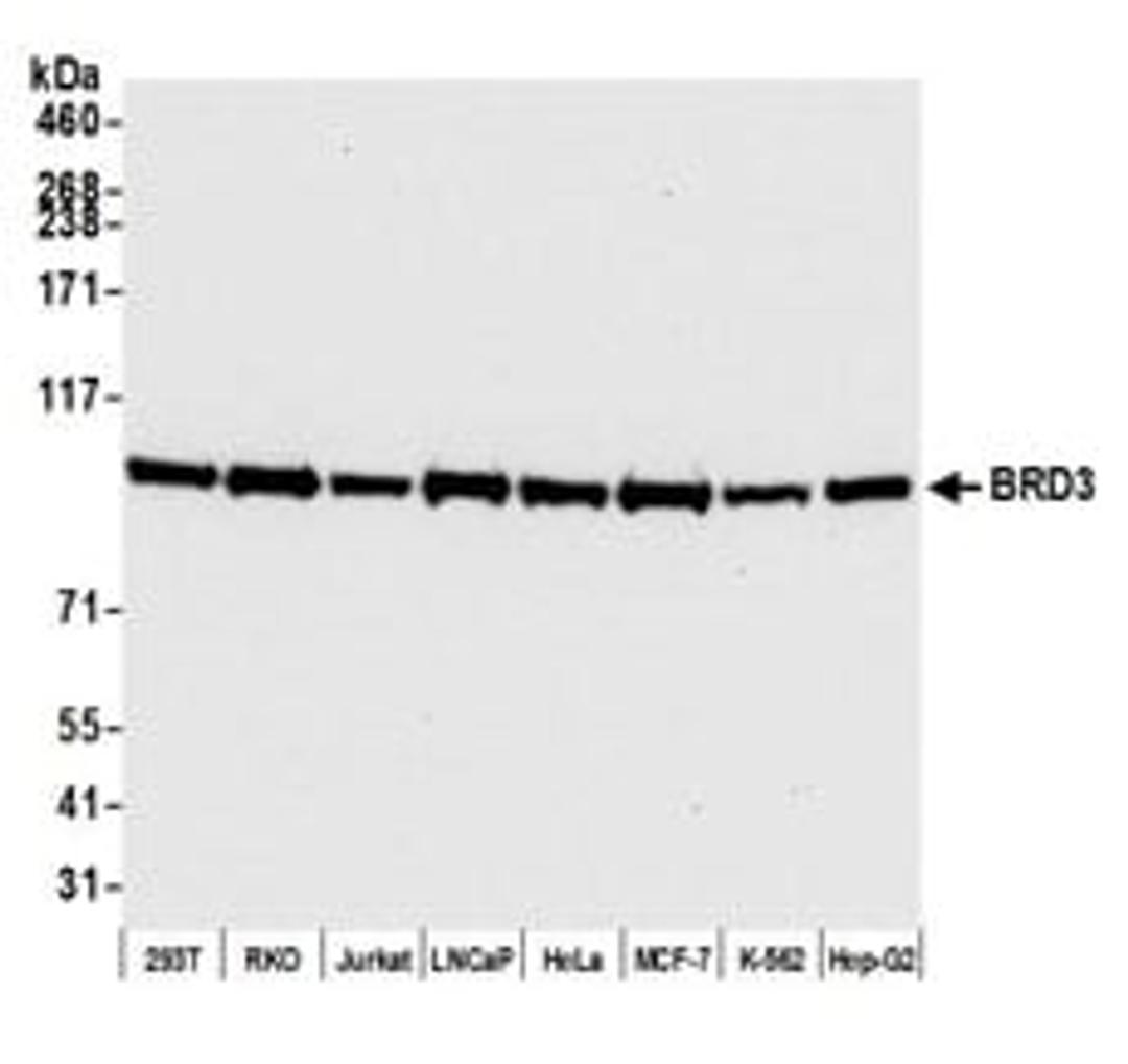 Detection of human BRD3 by western blot.