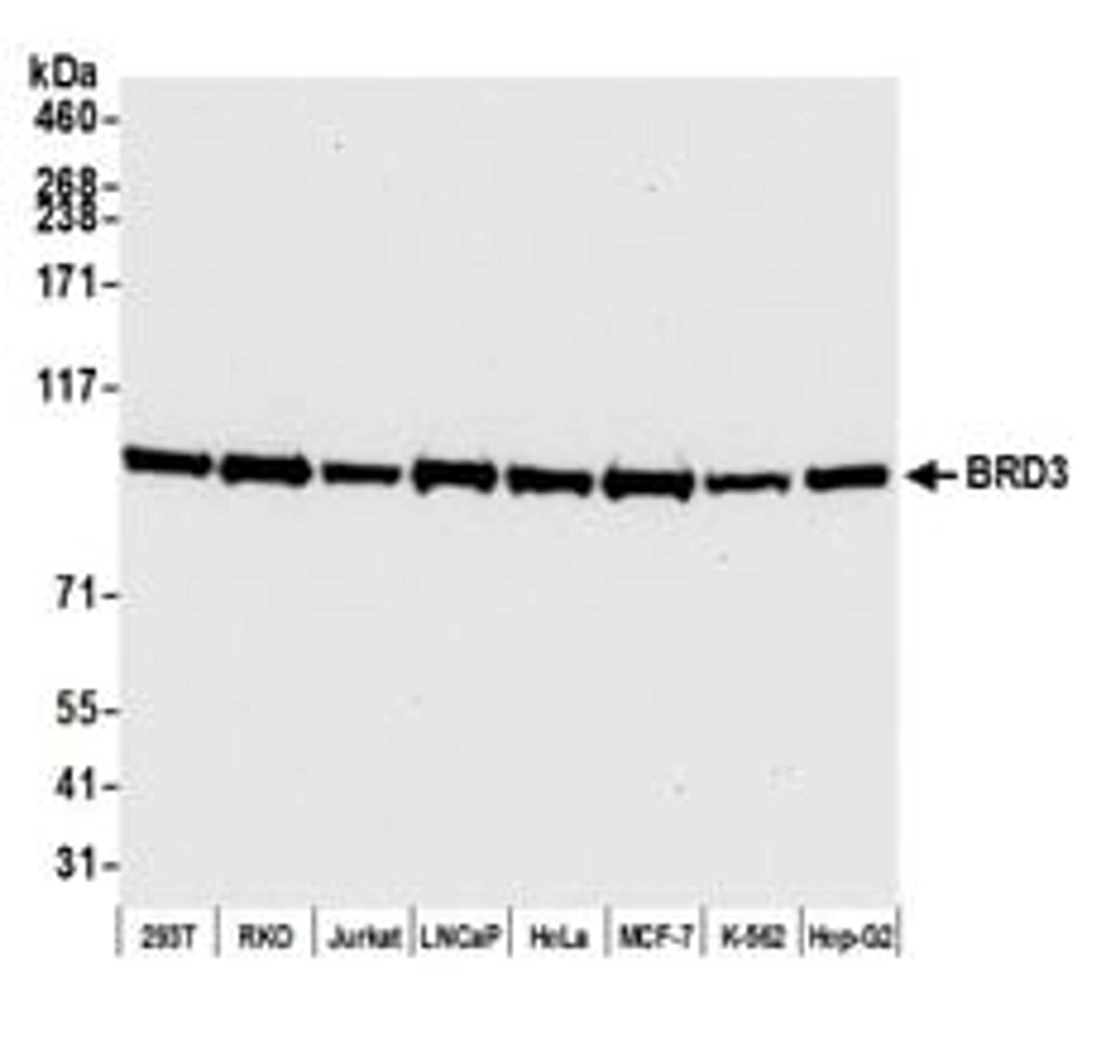 Detection of human BRD3 by western blot.