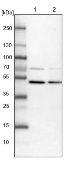 Western Blot: PAMCI Antibody [NBP1-80938] - Lane 1: NIH-3T3 cell lysate (Mouse embryonic fibroblast cells)<br/>Lane 2: NBT-II cell lysate (Rat Wistar bladder tumour cells)